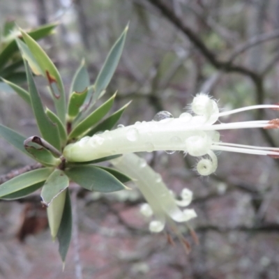 Styphelia triflora (Five-corners) at Molonglo Gorge - 21 Mar 2021 by RobParnell