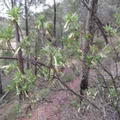 Styphelia triflora at Kowen, ACT - 21 Mar 2021