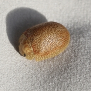 Paropsis atomaria at Hawker, ACT - 15 Mar 2021