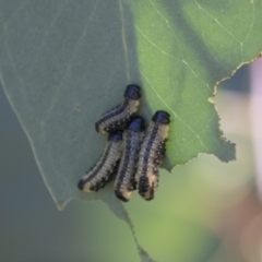 Paropsis atomaria at Hawker, ACT - 15 Mar 2021