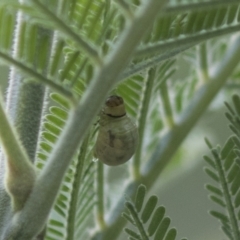 Calomela sp. (genus) at Holt, ACT - 16 Mar 2021