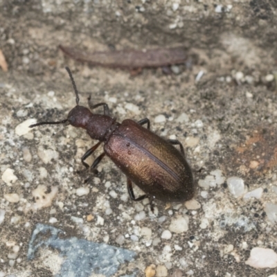 Lagriini sp. (tribe) (Unidentified lagriine darkling beetle) at ANBG - 18 Mar 2021 by AlisonMilton