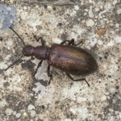 Lagriini sp. (tribe) at Downer, ACT - 18 Mar 2021 11:56 AM