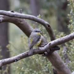 Eopsaltria australis (Eastern Yellow Robin) at Acton, ACT - 16 Mar 2021 by AlisonMilton