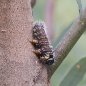 Perginae sp. (subfamily) at Acton, ACT - 16 Mar 2021