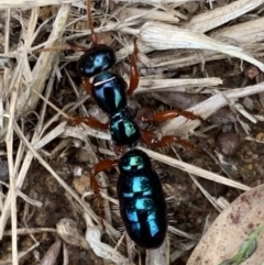 Diamma bicolor (Blue ant, Bluebottle ant) at Murrumbateman, NSW - 21 Mar 2021 by SimoneC