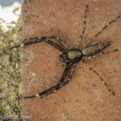 Helpis minitabunda (Threatening jumping spider) at Hughes, ACT - 8 Nov 2020 by BIrdsinCanberra