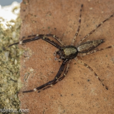 Helpis minitabunda (Threatening jumping spider) at Hughes, ACT - 8 Nov 2020 by JonSteinbeck