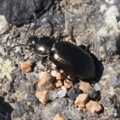 Adelium brevicorne (Bronzed field beetle) at Hawker, ACT - 15 Mar 2021 by AlisonMilton