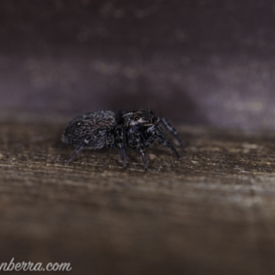 Unidentified Jumping or peacock spider (Salticidae) at Hughes, ACT - 7 Nov 2020 by BIrdsinCanberra