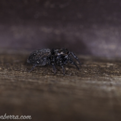 Hasarius adansonii at Hughes, ACT - 7 Nov 2020 by BIrdsinCanberra