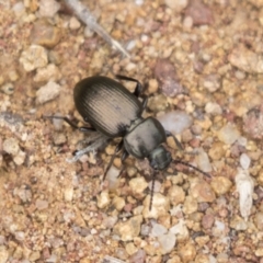 Adelium brevicorne (Bronzed field beetle) at The Pinnacle - 15 Mar 2021 by AlisonMilton