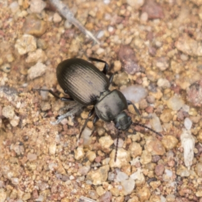 Adelium brevicorne (Bronzed field beetle) at Hawker, ACT - 15 Mar 2021 by AlisonMilton