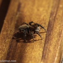 Maratus griseus (Jumping spider) at Hughes, ACT - 14 Nov 2020 by JonSteinbeck