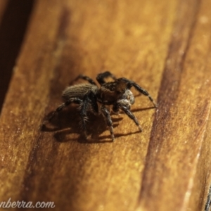 Maratus griseus at Hughes, ACT - 14 Nov 2020 04:23 PM