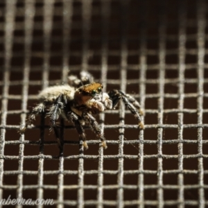 Maratus griseus at Hughes, ACT - 14 Nov 2020 04:23 PM