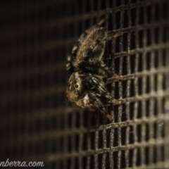 Maratus griseus at Hughes, ACT - 14 Nov 2020