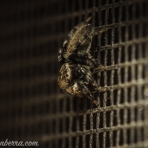 Maratus griseus at Hughes, ACT - 14 Nov 2020