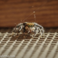 Maratus griseus at Hughes, ACT - 14 Nov 2020 04:23 PM