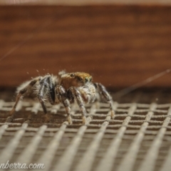 Maratus griseus at Hughes, ACT - 14 Nov 2020 04:23 PM