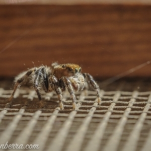 Maratus griseus at Hughes, ACT - 14 Nov 2020