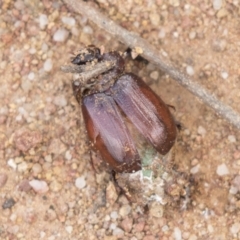 Melolonthinae sp. (subfamily) (Cockchafer) at Hawker, ACT - 15 Mar 2021 by AlisonMilton