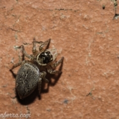 Maratus griseus (Jumping spider) at Hughes, ACT - 28 Nov 2020 by JonSteinbeck