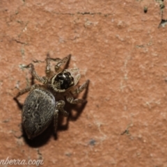 Maratus griseus (Jumping spider) at Hughes, ACT - 27 Nov 2020 by BIrdsinCanberra