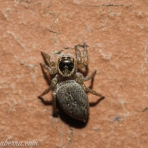 Maratus griseus at Hughes, ACT - 28 Nov 2020 08:46 AM