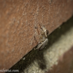 Maratus griseus at Hughes, ACT - 28 Nov 2020