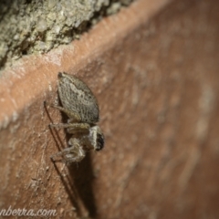 Maratus griseus at Hughes, ACT - 28 Nov 2020 08:46 AM