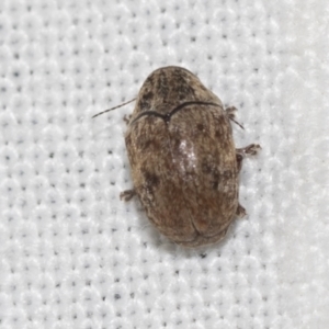 Elaphodes signifer at Downer, ACT - 8 Apr 2019 07:44 PM