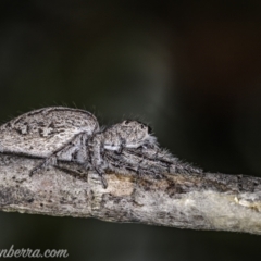 Unidentified Jumping or peacock spider (Salticidae) at Hughes, ACT - 3 Jan 2021 by BIrdsinCanberra