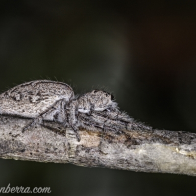 Unidentified Jumping or peacock spider (Salticidae) at Hughes, ACT - 3 Jan 2021 by BIrdsinCanberra