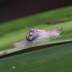 Mysticarion porrectus (Golden Semi-slug) at ANBG - 16 Mar 2021 by AlisonMilton