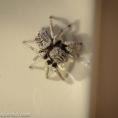 Maratus vespertilio (Bat-like peacock spider) at Hughes, ACT - 14 Nov 2020 by JonSteinbeck
