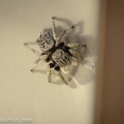 Maratus vespertilio (Bat-like peacock spider) at Hughes, ACT - 14 Nov 2020 by JonSteinbeck