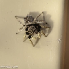 Maratus vespertilio at Hughes, ACT - suppressed