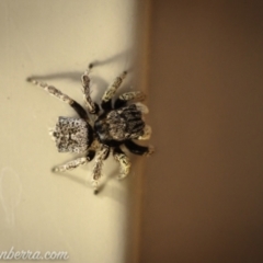 Maratus vespertilio at Hughes, ACT - suppressed