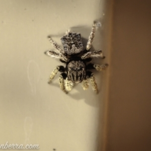 Maratus vespertilio at Hughes, ACT - suppressed