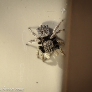 Maratus vespertilio at Hughes, ACT - suppressed