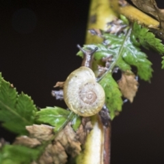Austrorhytida capillacea (Common Southern Carnivorous Snail) at Acton, ACT - 17 Mar 2021 by AlisonMilton