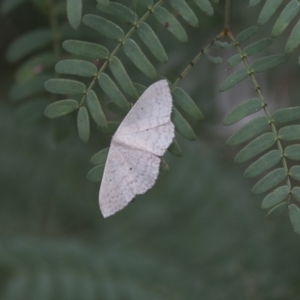 Scopula optivata at Hawker, ACT - 16 Mar 2021