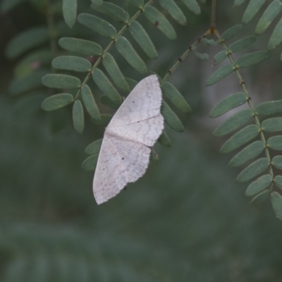 Scopula optivata (Varied Wave) at Hawker, ACT - 15 Mar 2021 by AlisonMilton