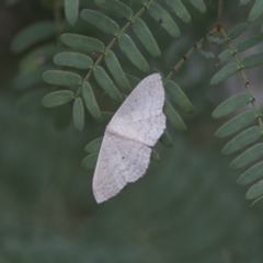 Scopula optivata at Hawker, ACT - 16 Mar 2021 09:33 AM