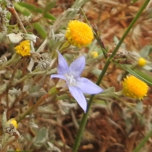 Wahlenbergia luteola at Queanbeyan West, NSW - 19 Mar 2021