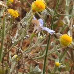 Wahlenbergia luteola at Queanbeyan West, NSW - 19 Mar 2021