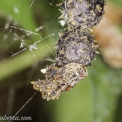 Celaenia calotoides (Bird-dropping spider) at Hughes, ACT - 20 Jan 2021 by JonSteinbeck