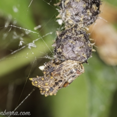 Celaenia calotoides (Bird-dropping spider) at Hughes, ACT - 20 Jan 2021 by JonSteinbeck