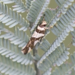 Macrobathra desmotoma ( A Cosmet moth) at Holt, ACT - 16 Mar 2021 by AlisonMilton